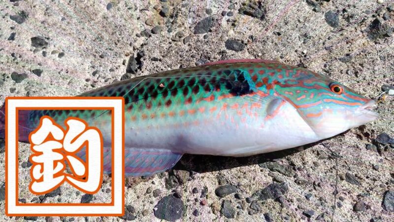 ベラは美味しい魚！釣って楽しい刺身でも旨いベラは粋な釣魚