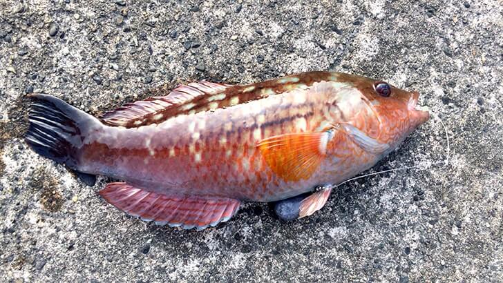 ベラは美味しい魚！釣って楽しい刺身でも旨いベラは粋な釣魚