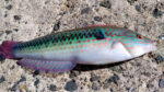 釣り上げたカラフルなベラ（キュウセン）