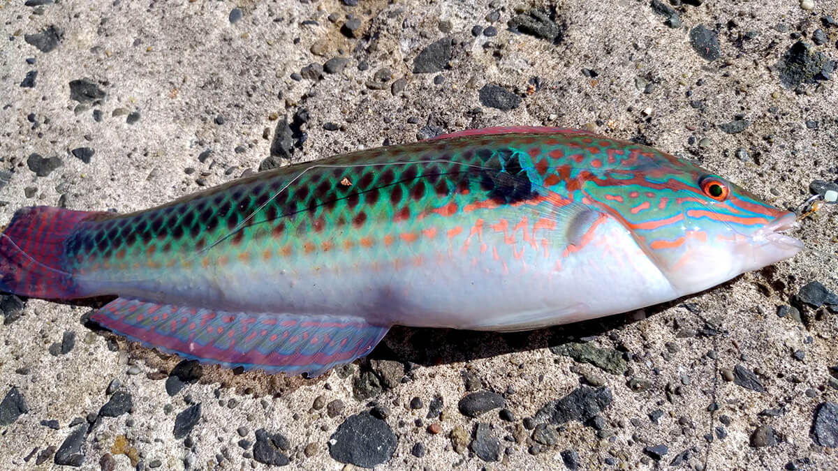 釣り上げたカラフルなベラ（キュウセン）