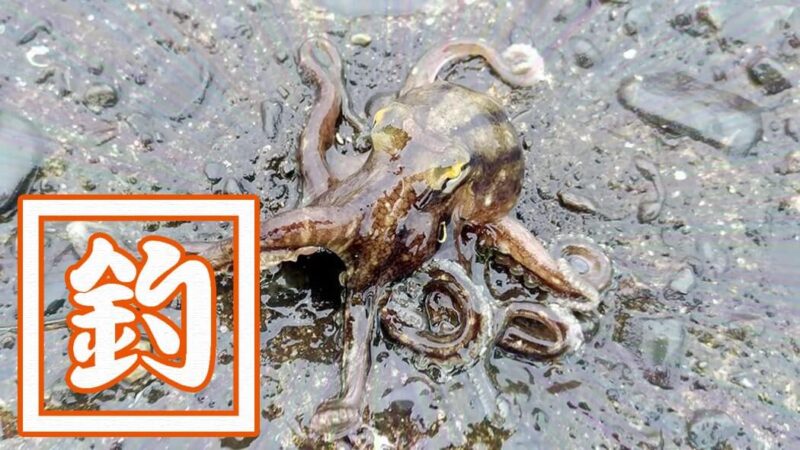 イイダコ釣り！堤防から簡単に釣れておいしいので初心者にもおすすめ！