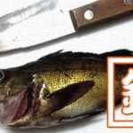 釣り2本立て！旧江戸川シーバスルアー釣り→千葉内房五目釣り