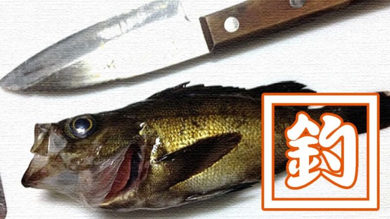 絶品！ギンポの天ぷら！！メバル・ムラソイ・ベラの刺身と共に食す