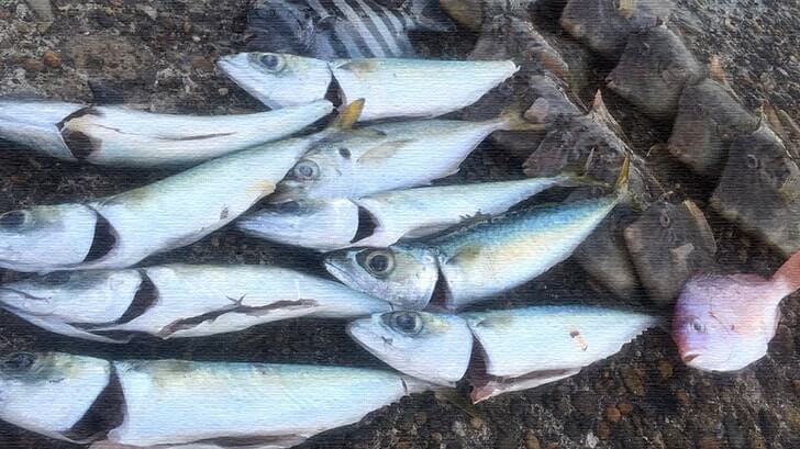 茨城県鹿嶋での堤防釣り！カサゴ・ギンポに小サバが釣れるも…