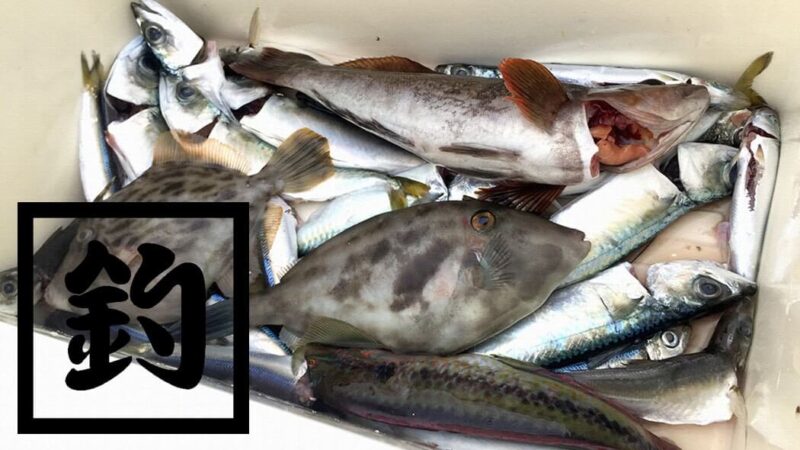 外房で秋の堤防夜釣り！アイナメに小サバ・アジなどが釣れた秋