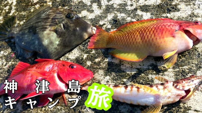 早朝堤防釣りでオジサン・カワハギ・エソ・ベラ！｜神津島釣りキャンプ