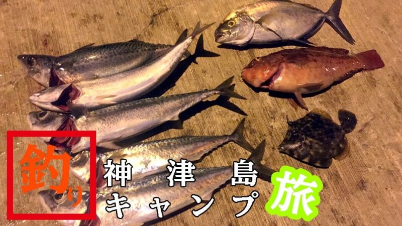 ナンヨウカイワリに赤ブダイから…サバが連発！｜神津島釣りキャンプ