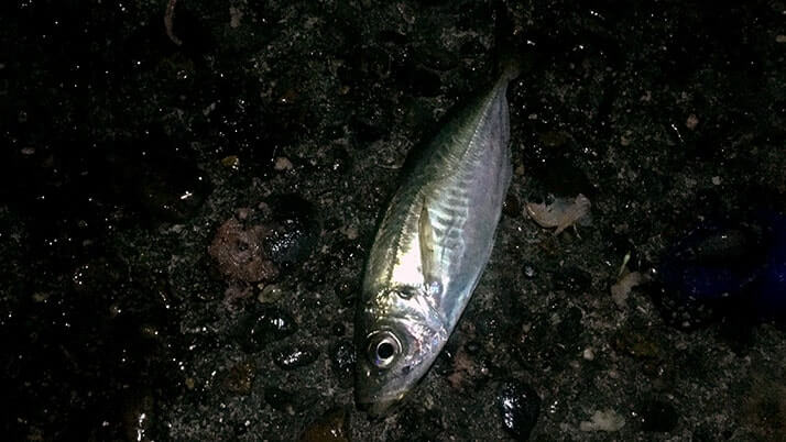 茨城県鹿嶋で堤防夜釣り！秋の釣果はアイナメに小サバ・アジなど