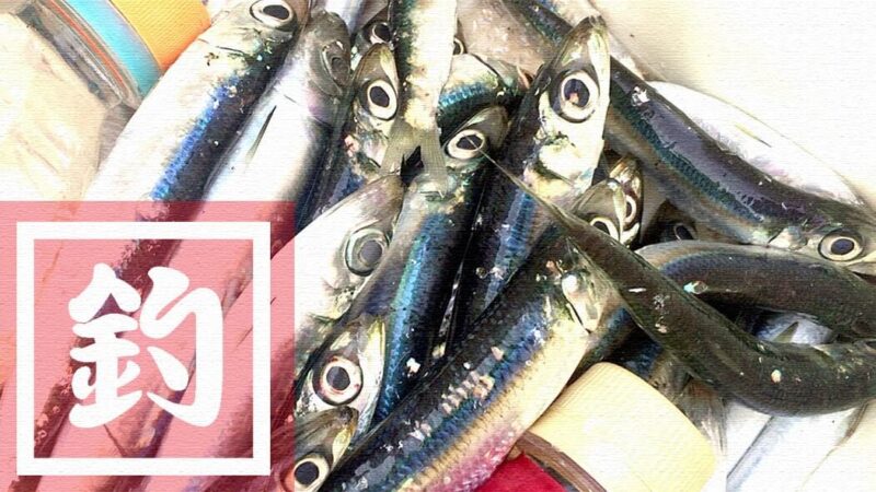ウルメイワシがサビキで入れ食い！冬の外房堤防海釣り