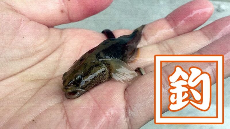 イカの塩辛を餌に春の釣り！旧中川でダボハゼに遊んでもらいました｜釣りin東京