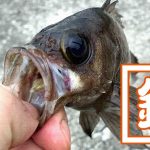 65cmのアナゴ！千葉内房堤防夜釣りでデカアナゴGET！！