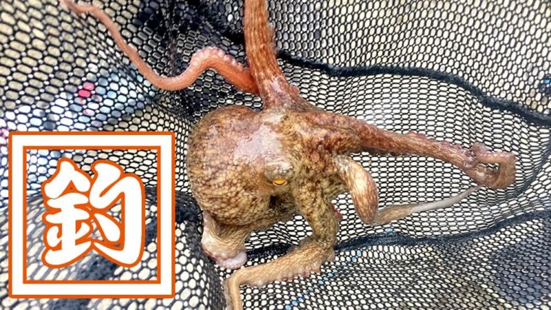 マダコが釣れた！堤防でエギにイワシを巻いてタコ釣り
