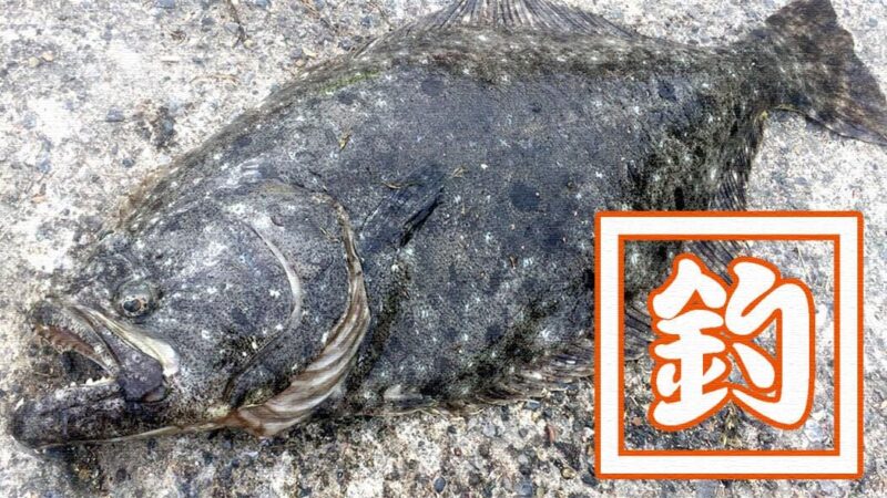 堤防釣りで70cmヒラメ！千葉館山でのサバ泳がせで大物GET