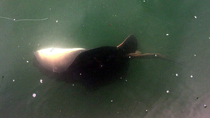 堤防釣りで70cmヒラメ！千葉館山でのサバ泳がせで大物GET