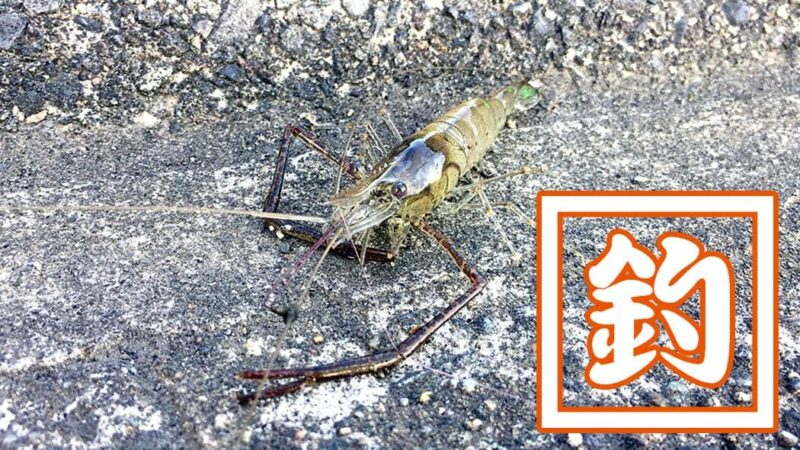 テナガエビ釣り！お手軽簡単でしかもおいしいのでオススメ【江戸川】