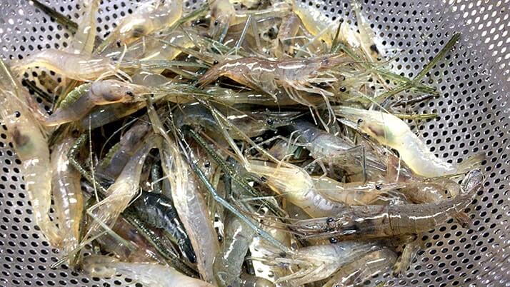 釣ったテナガエビを食べる！素揚げにアヒージョ…絶品海老料理