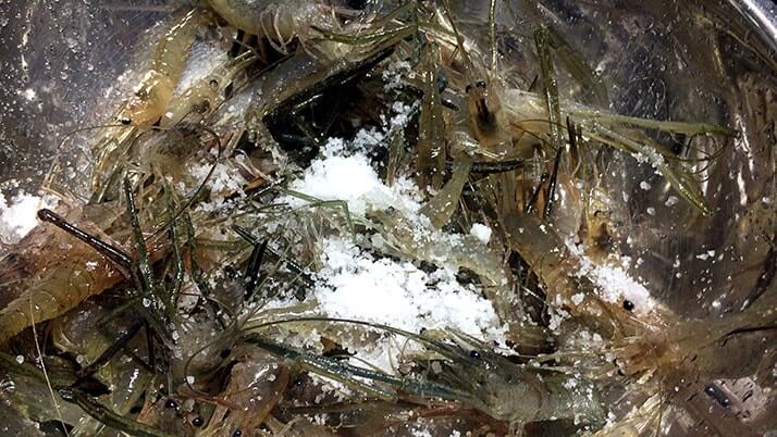 釣ったテナガエビを食べる！素揚げにアヒージョ…絶品海老料理