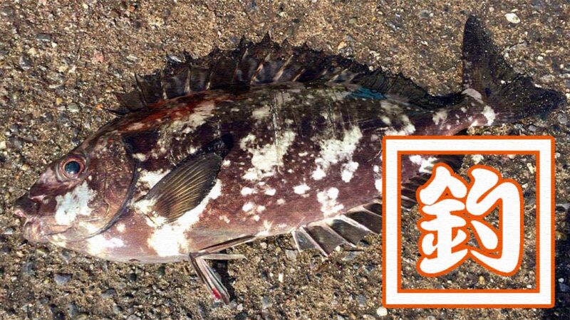 三浦半島初声漁港の三戸浜堤防で釣り！【神奈川釣行】