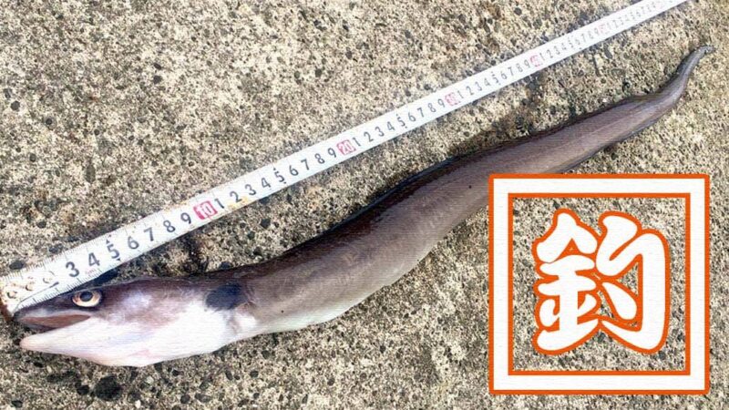 65cmのアナゴ！千葉内房堤防夜釣りで良型アナゴが釣れました