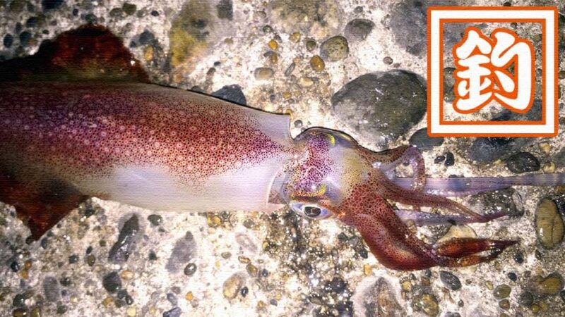 念願の初イカ！堤防夜釣りでイカが釣れた日