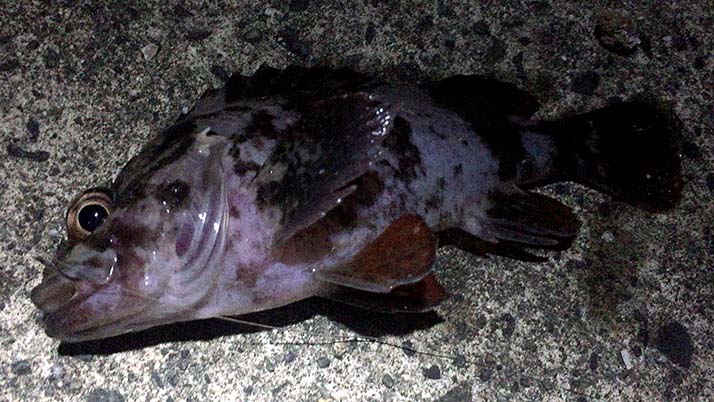65cmのアナゴ！千葉内房堤防夜釣りでデカアナゴGET！！