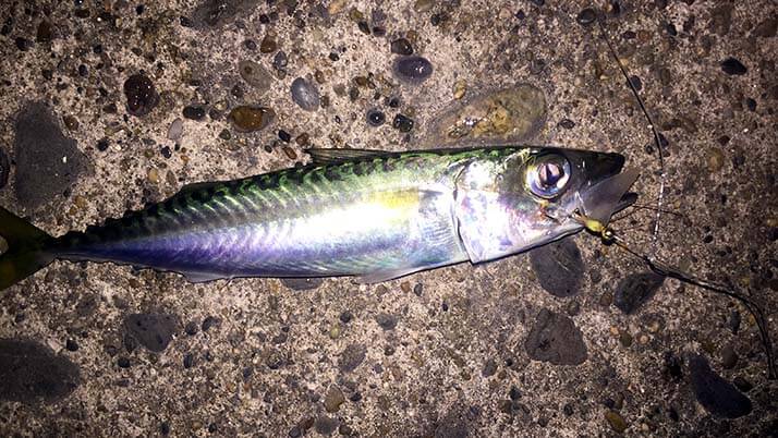 念願の初イカ！茨城鹿嶋の堤防夜釣りでケンサキイカが釣れたよ