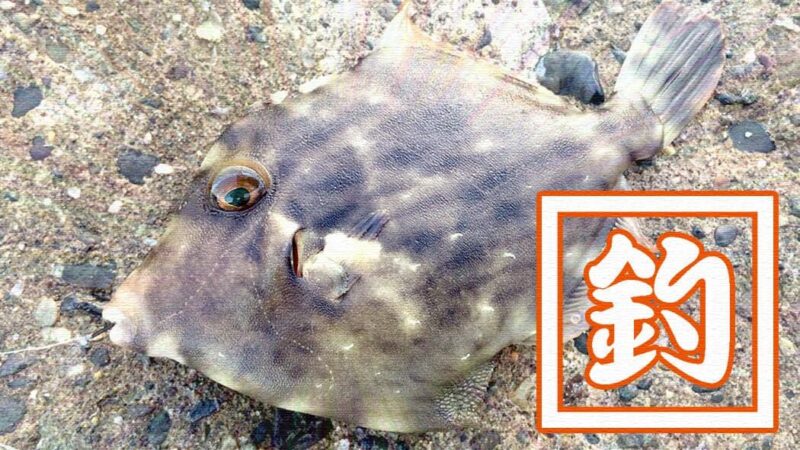千葉内房堤防夜釣り！メバルにカワハギが釣れるも小物…大物はアカエイ