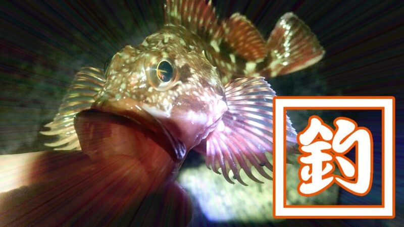 穴釣りでメバルにカサゴ！千葉内房堤防で夜釣りからの朝まずめ狙い