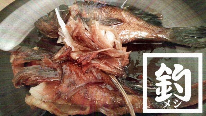 釣ってきたメバルとカサゴで煮つけ！【釣りメシ】