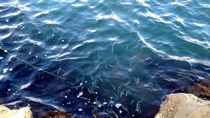 千葉外房鴨川で釣り！青年の家下の磯と江見漁港で小サバ入れ食い