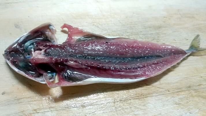 千葉外房堤防で釣った小サバをしめ鯖の手毬寿司と干物に！【釣りメシ】