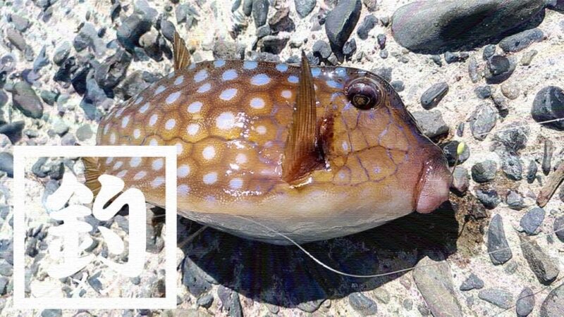 千葉館山自衛隊堤防釣り！釣れる魚種(外道)は豊富も本命ならずの五目釣り