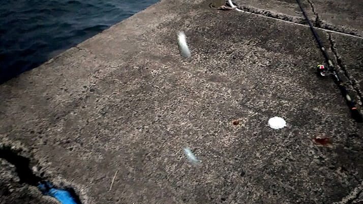 千葉内房堤防釣りで小サバ入れ食い！梅雨の合間にサバ・イワシ・メバル、エイ？