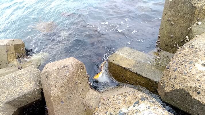 千葉内房堤防釣りで小サバ入れ食い！梅雨の合間にサバ・イワシ・メバル、エイ？