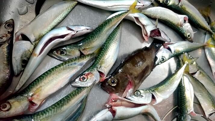釣りたて小サバ・イワシの絶品フライ！千葉内房堤防で釣った魚を食す