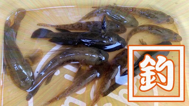 マハゼにヌマチチブ！旧中川水辺公園でお手軽東京都内小物釣り
