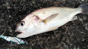 海釣り釣魚写真図鑑 堤防で釣れる魚の種類 防波堤 漁港 川釣りも