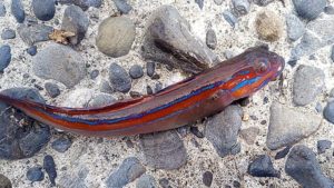 海釣り釣魚写真図鑑 堤防で釣れる魚の種類 防波堤 漁港 川釣りも