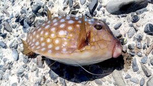 海釣り釣魚写真図鑑 堤防で釣れる魚の種類 防波堤 漁港 川釣りも