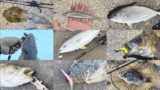 海釣り釣魚写真図鑑｜堤防で釣れる魚の種類（防波堤・漁港）【淡水も】