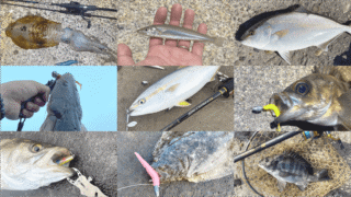 海釣り釣魚写真図鑑｜堤防で釣れる魚の種類（防波堤・漁港）【淡水も】