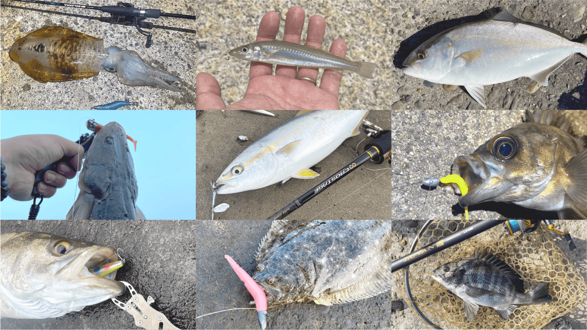 堤防で釣ってきた魚の図鑑