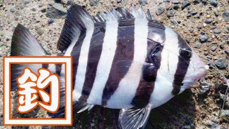 千葉内房堤防海釣り！初心に戻りベラ・石鯛・ソイ・ウミタナゴ…五目釣り