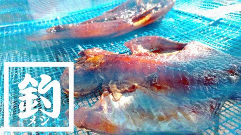 ベラも日干しにすれば旨い肴に！釣りたてベラ干物の炭火焼で一杯