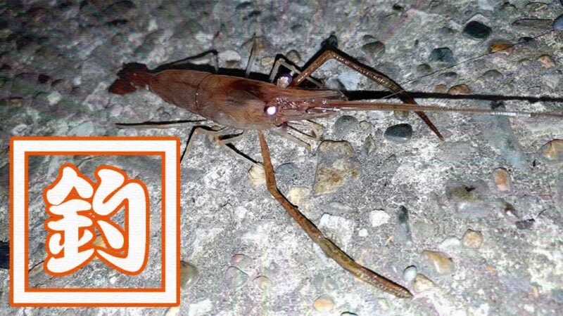 千葉江戸川でテナガエビ釣り！シーズン終盤でも夜釣りで釣れた！