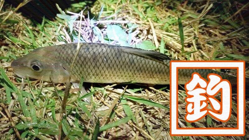 江戸川でテナガエビを餌にウナギ釣り！だけど釣れるのはニゴイばかり…