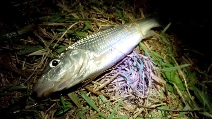 江戸川でテナガエビを餌にウナギ釣り！だけど釣れるのはニゴイばかり…