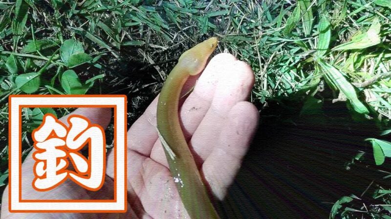 江戸川でウナギ釣り！シーバス・ニゴイ・ギギ…念願のウナギGET！！