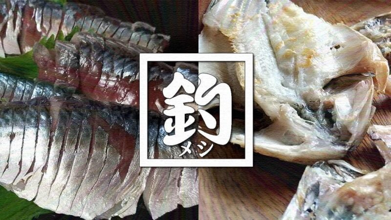 釣ったサバでしめ鯖&アジにセイゴ・メバルやイイダコの干物【釣りメシ】