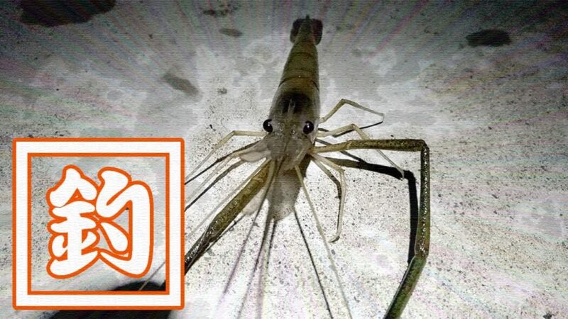 江戸川でテナガエビ&ニゴイ釣り！本当はウナギ狙いですが…